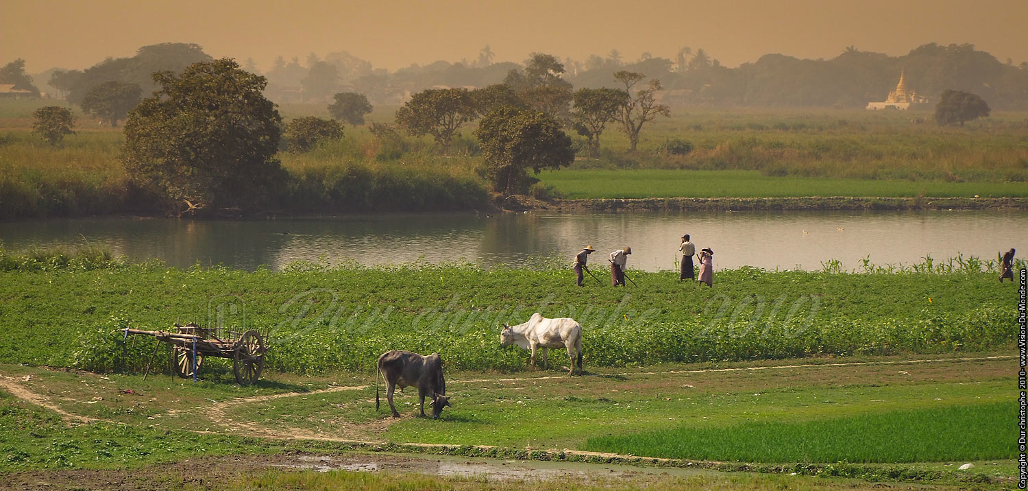 Scène de campagne - Pont U Bein - Amarapura 2010