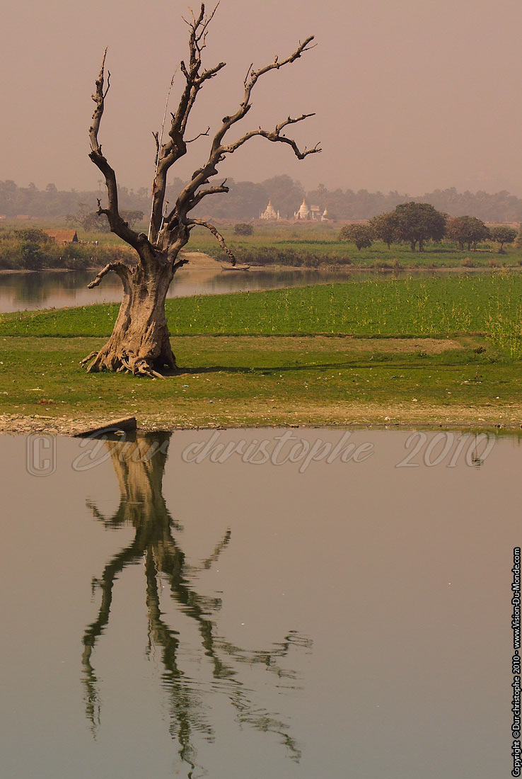 L'arbre torturé - Pont U Bein - Amarapura 2010
