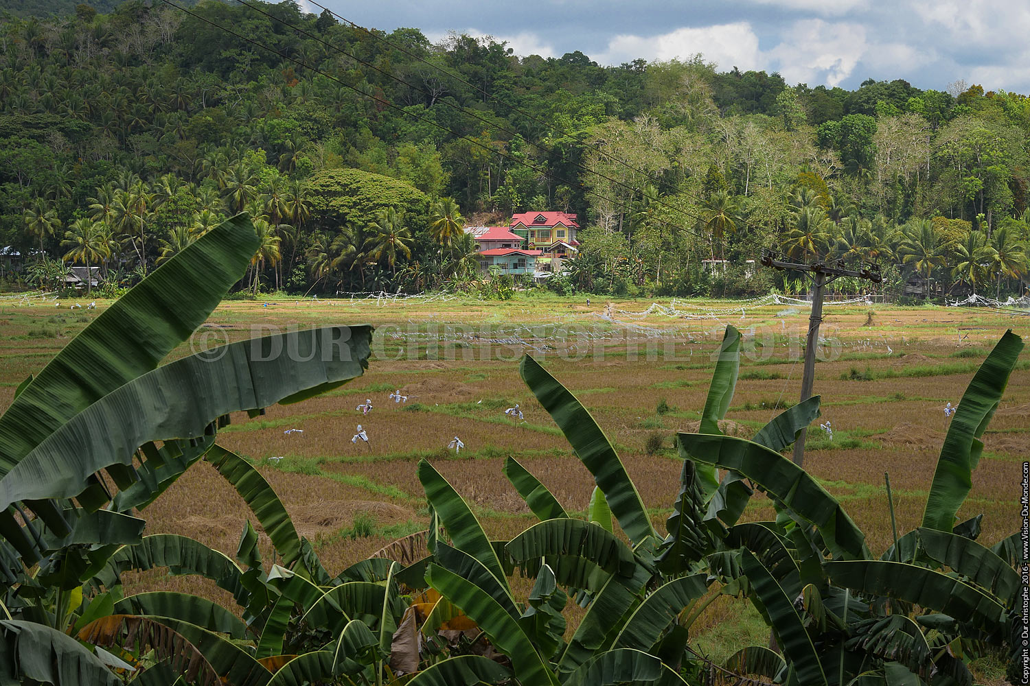 Rizières  - Ile de Bohol - 2016