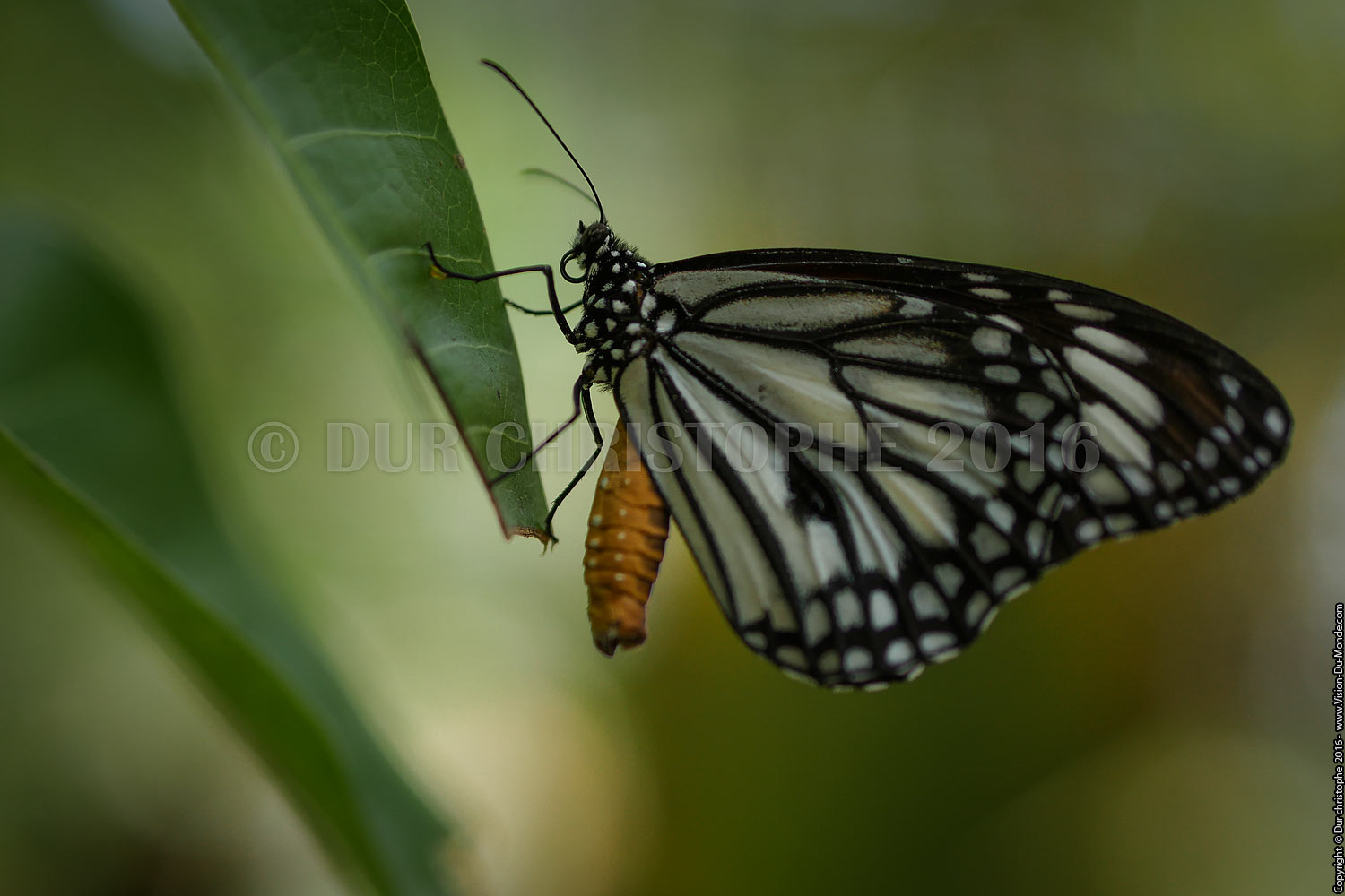 Papillon - Ile de Bohol - 2016