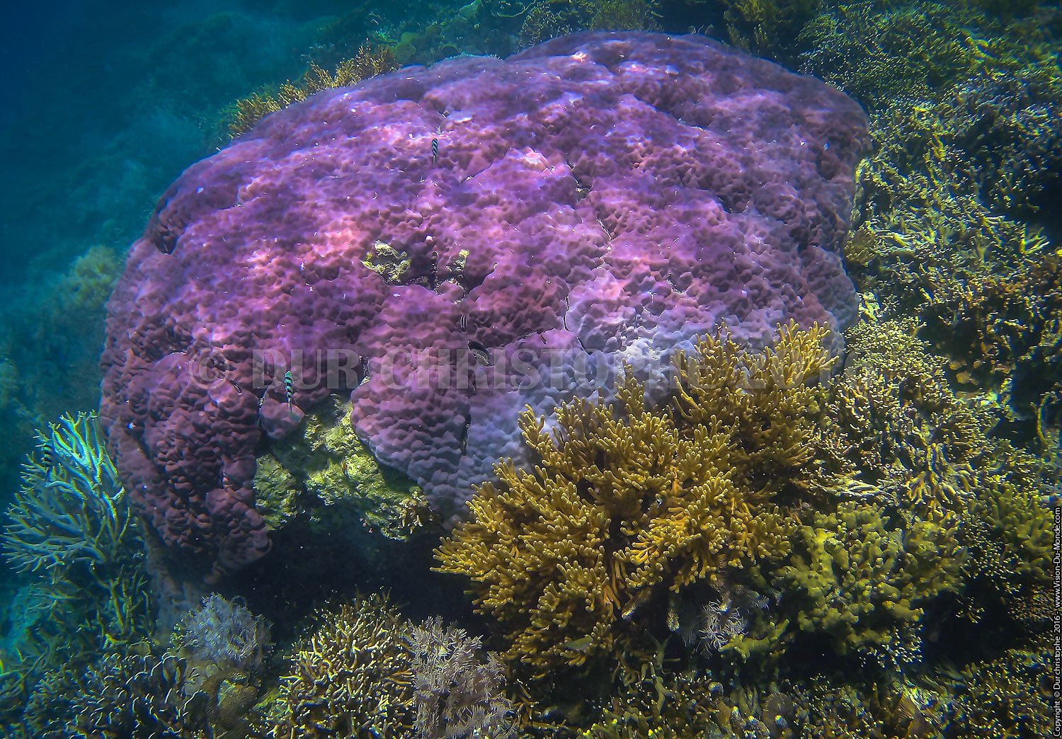 Archipels de Coron - 2016