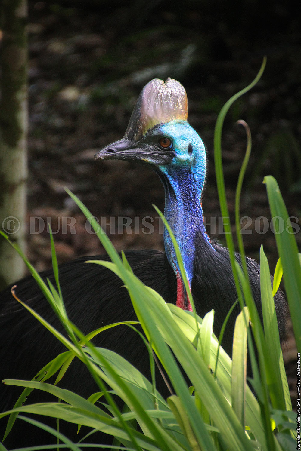 Zoo de Singapour - 2008