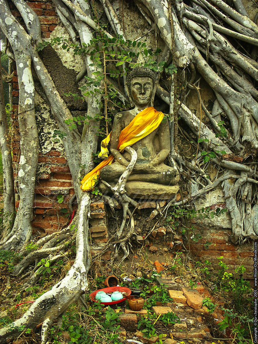 Bouddha enraciné - Ayuttaya 2005