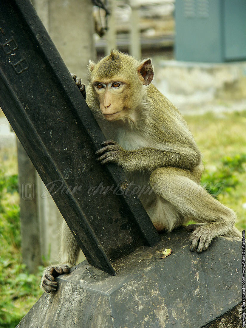 Le guetteur - LOPBURI 2005