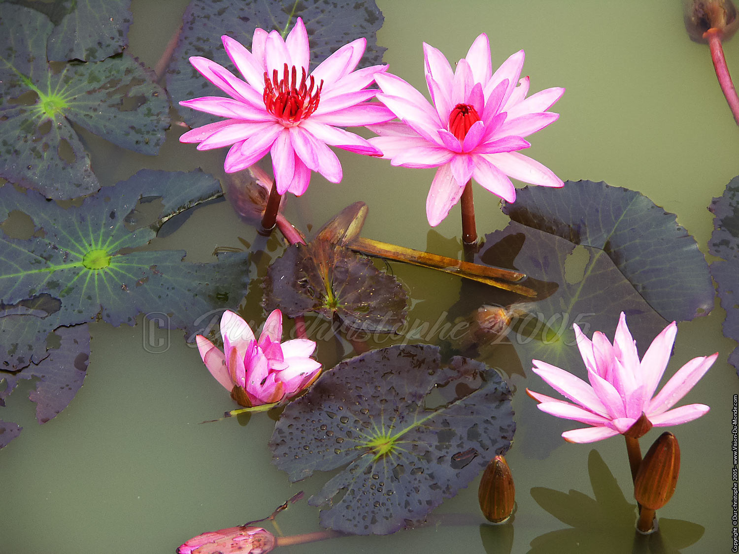 Sukhothai - 2005