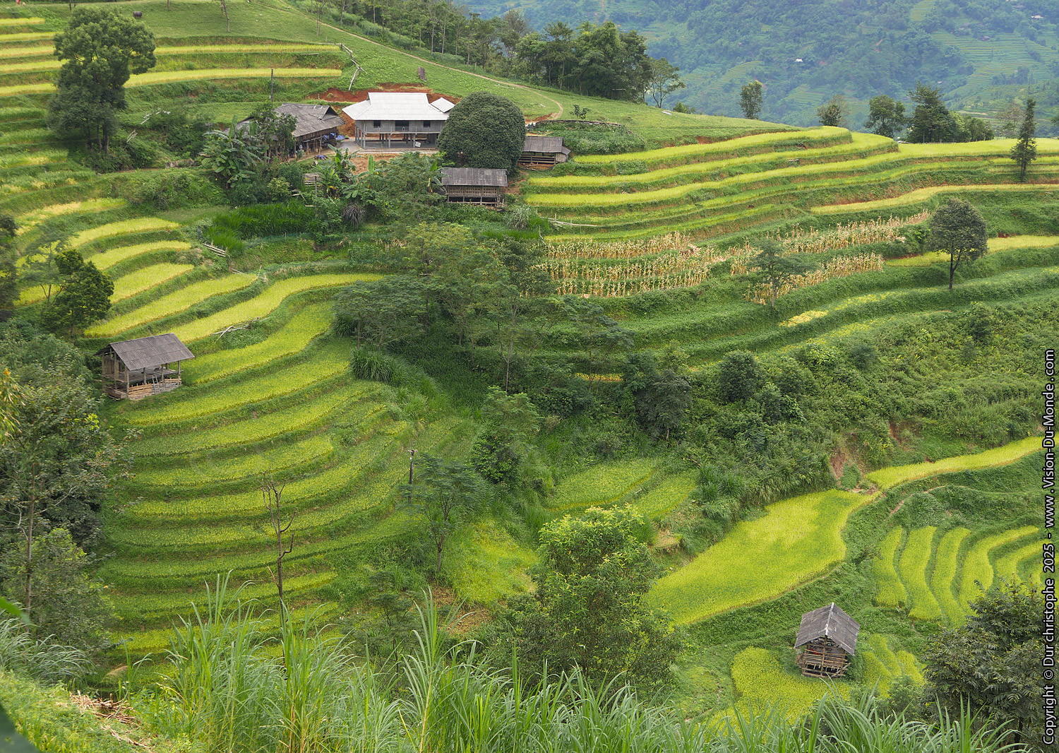 Hoang Su Phi District - 2025