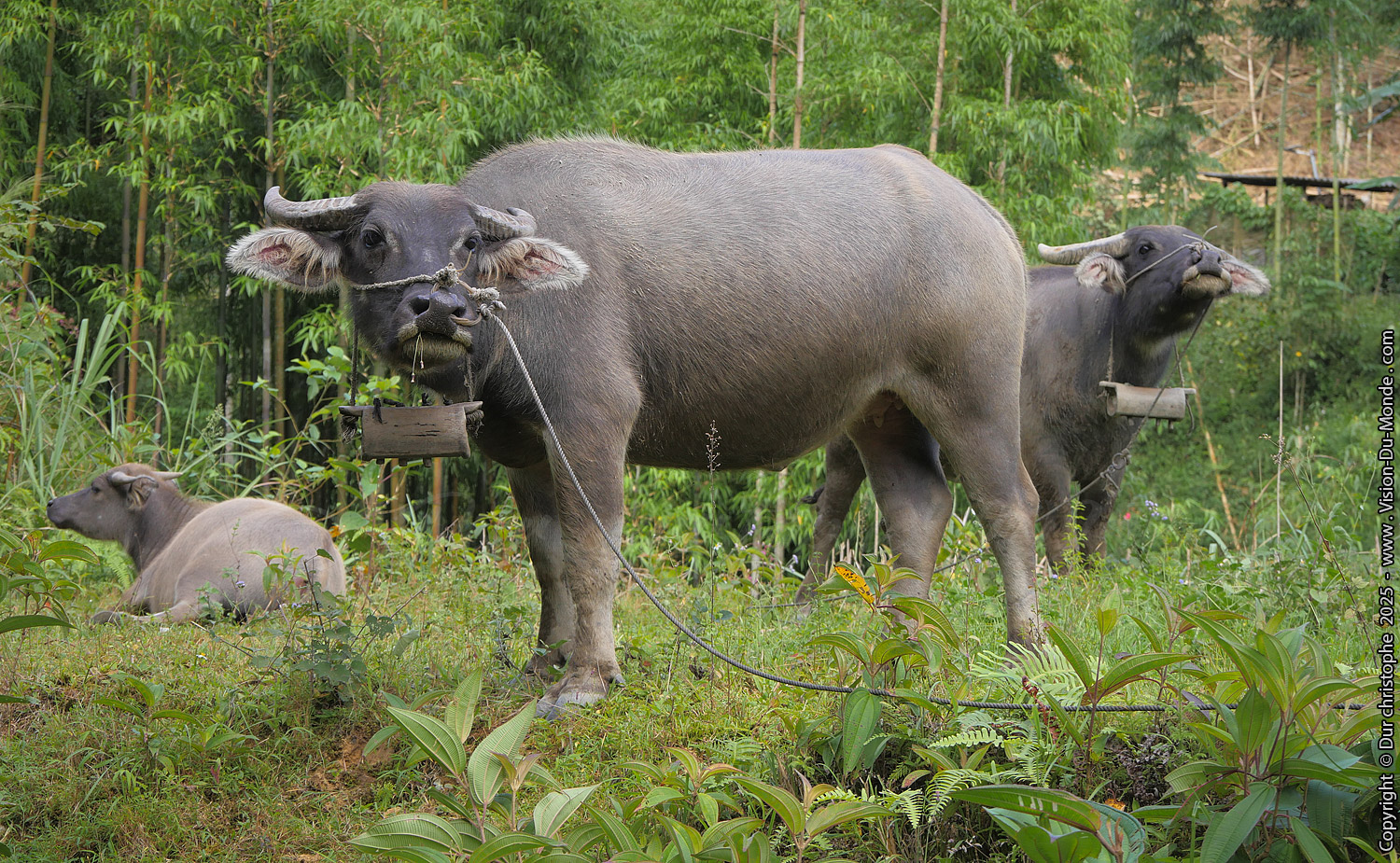 Hoang Su Phi District - 2025