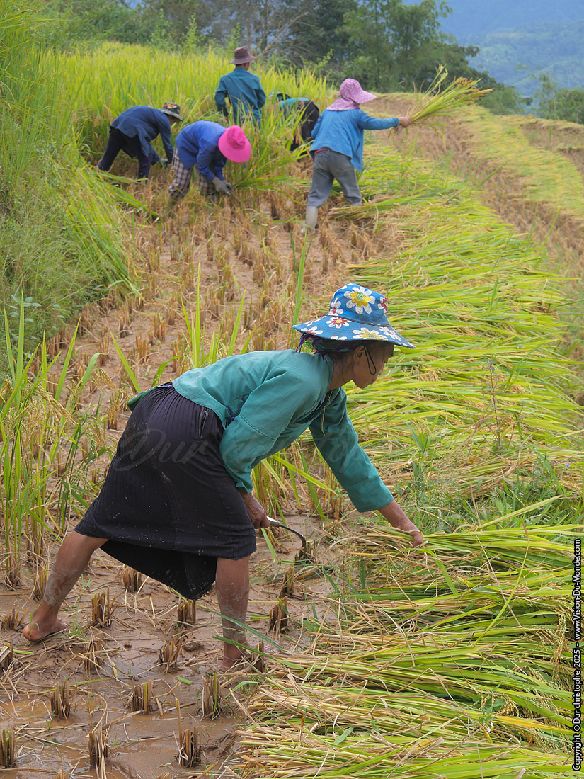Hoang Su Phi District - 2025