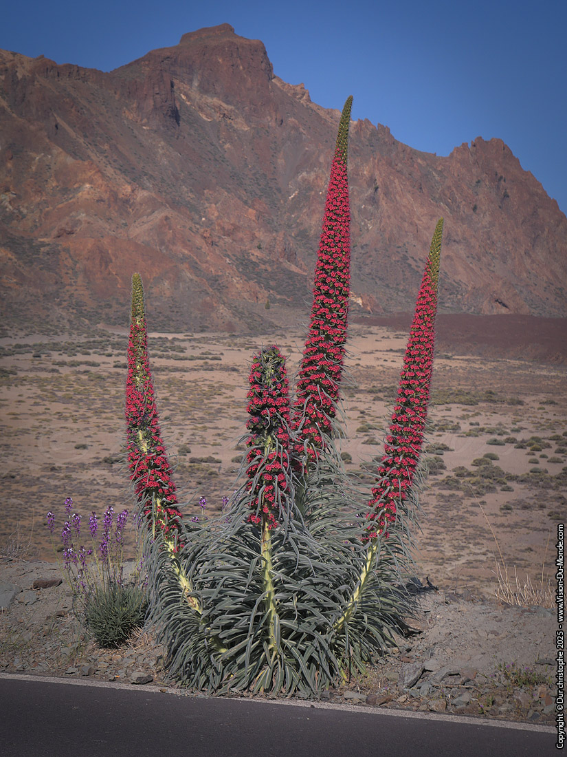 Parc National Teide - 2025