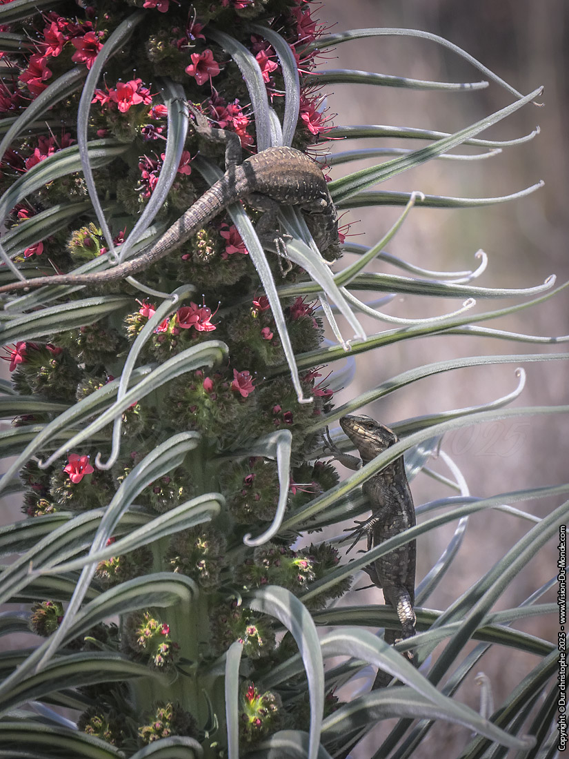 Parc National Teide - 2025
