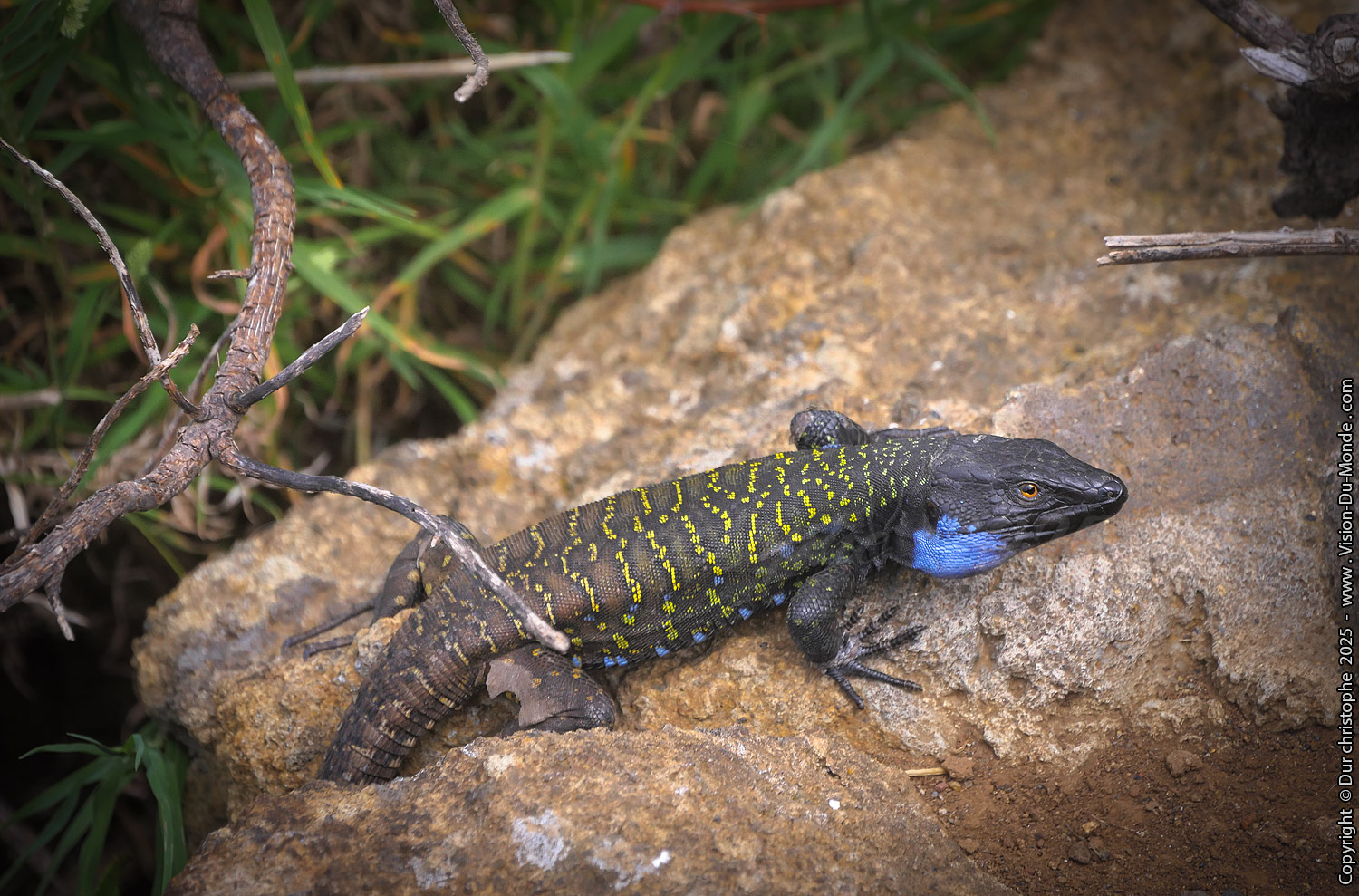 Lezard noir - Parc rural d'Anaga - 2025