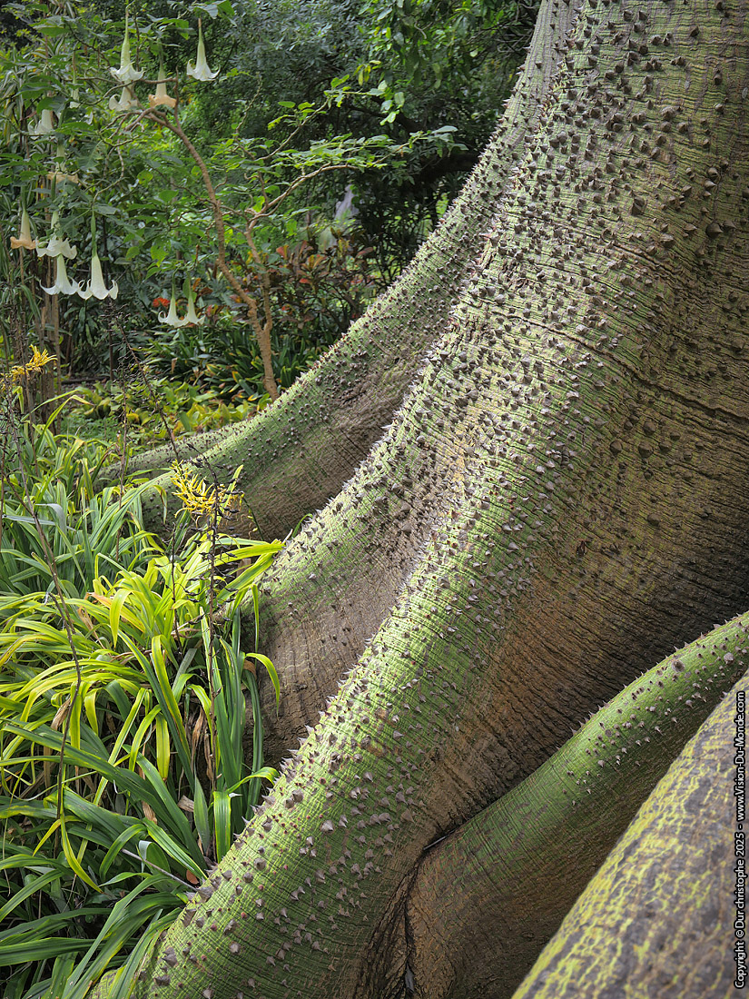 Parc Botanique - Puerto de la Cruz _ 2025
