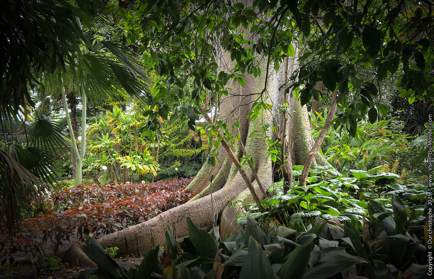 Parc Botanique - Puerto de la Cruz _ 2025