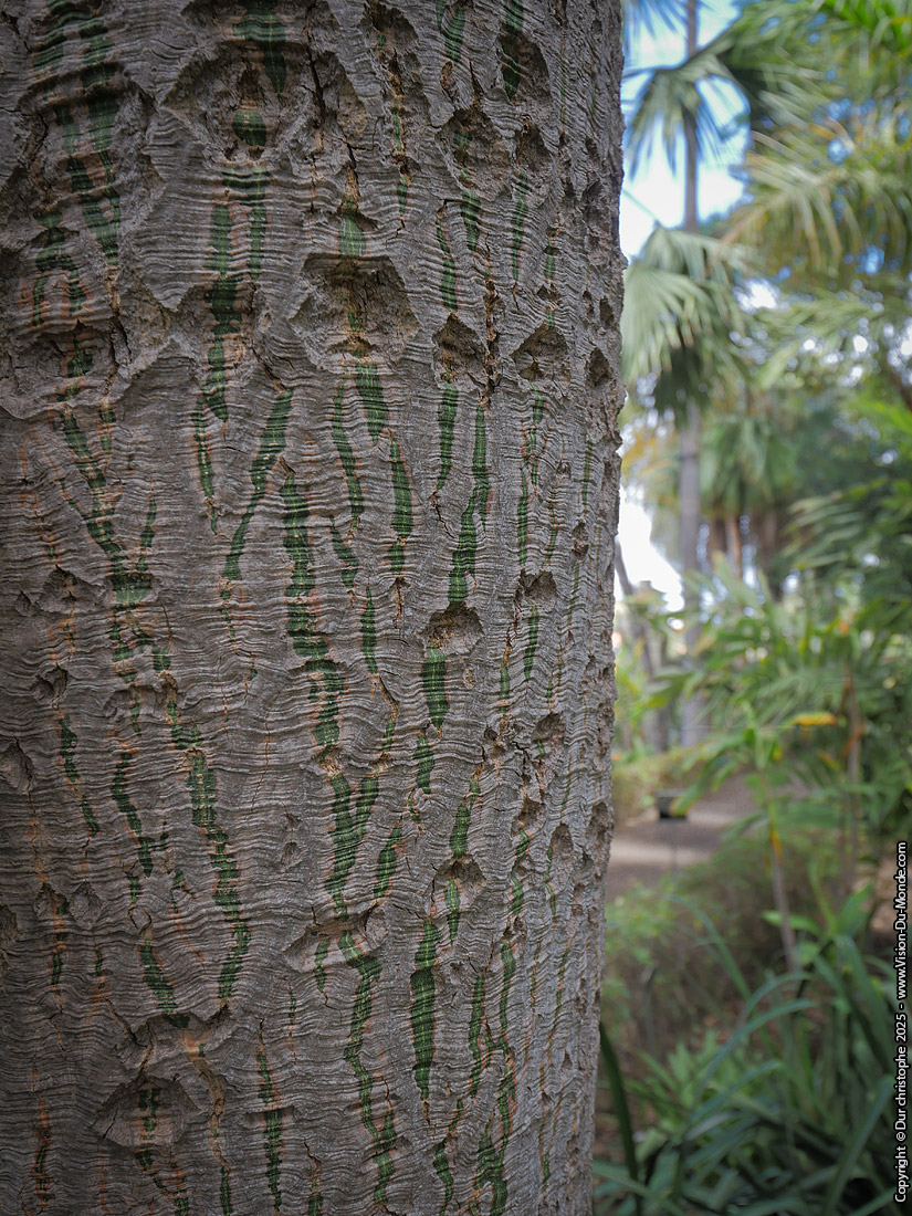 Parc Botanique - Puerto de la Cruz _ 2025