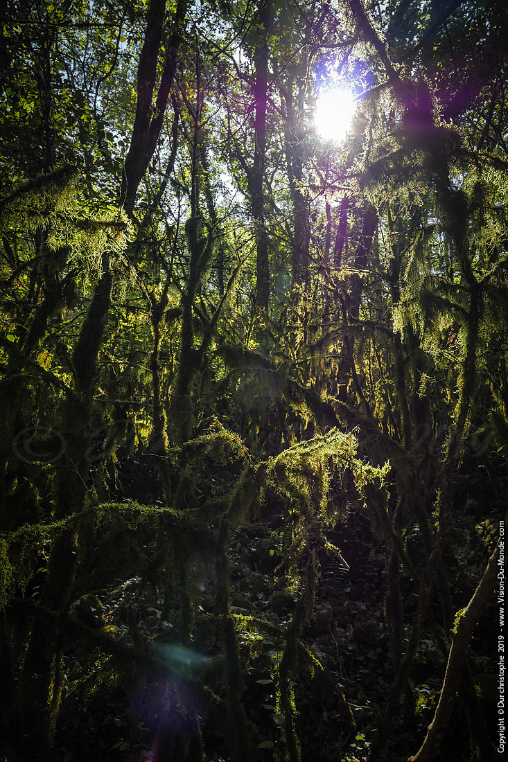 La Jungle