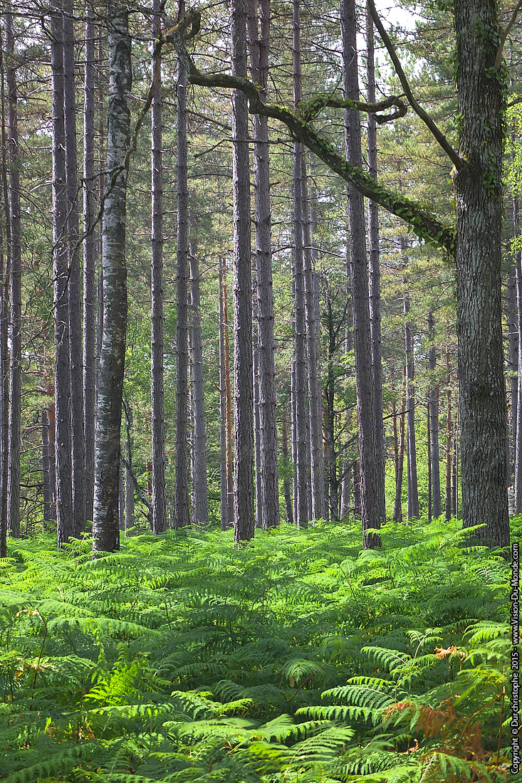 Foret de Chambord - 2015