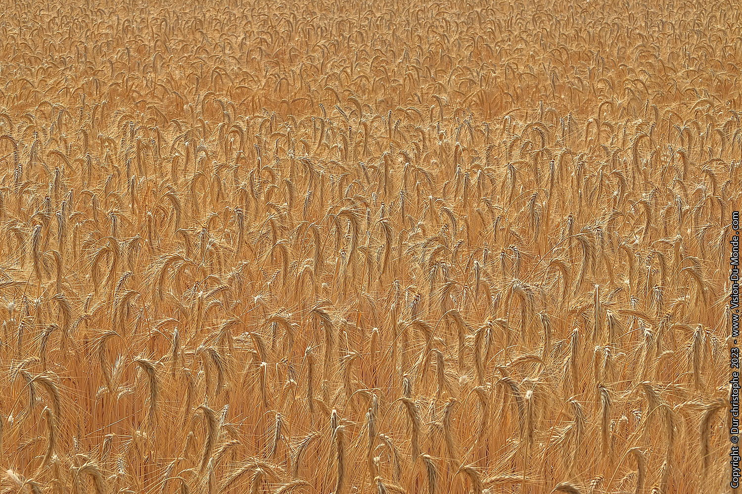 Champ de blé - 2015