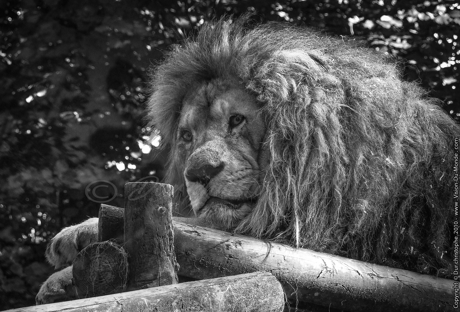 Zoo Beauval - 2010