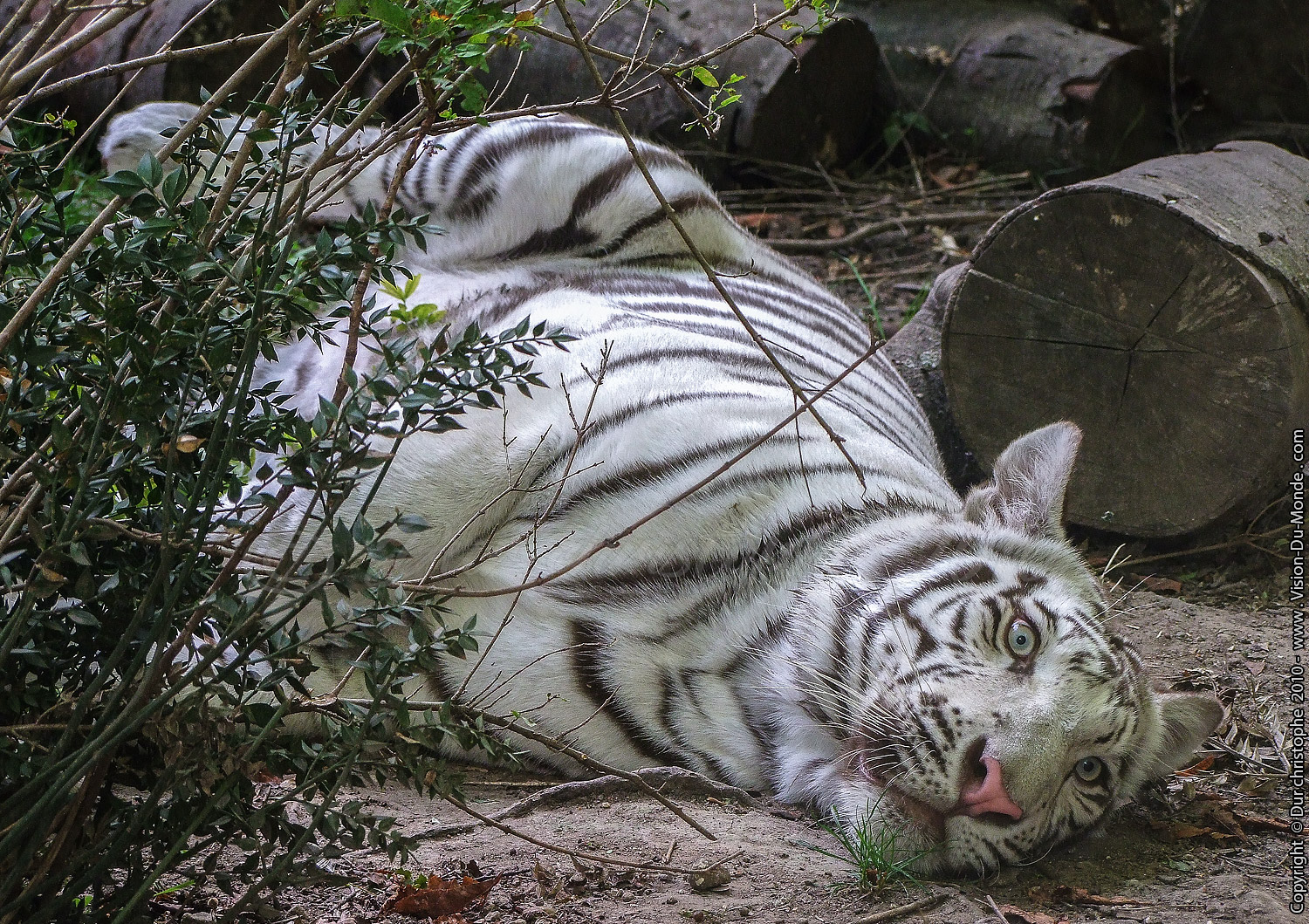Zoo Beauval - 2010