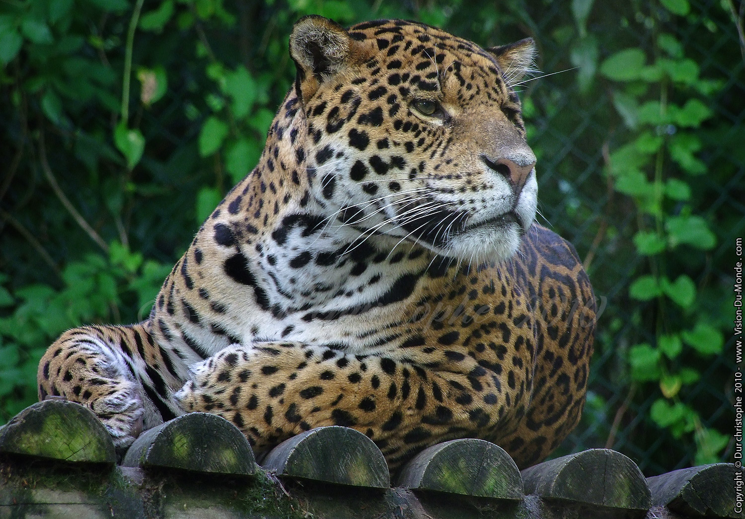 Zoo Beauval - 2010