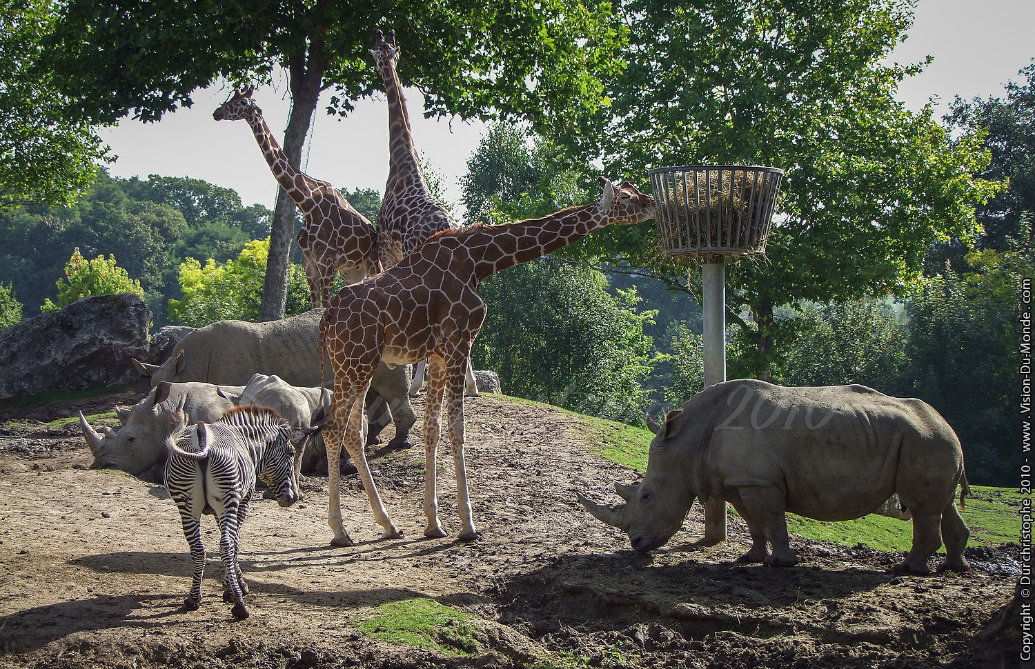 Zoo Beauval - 2010