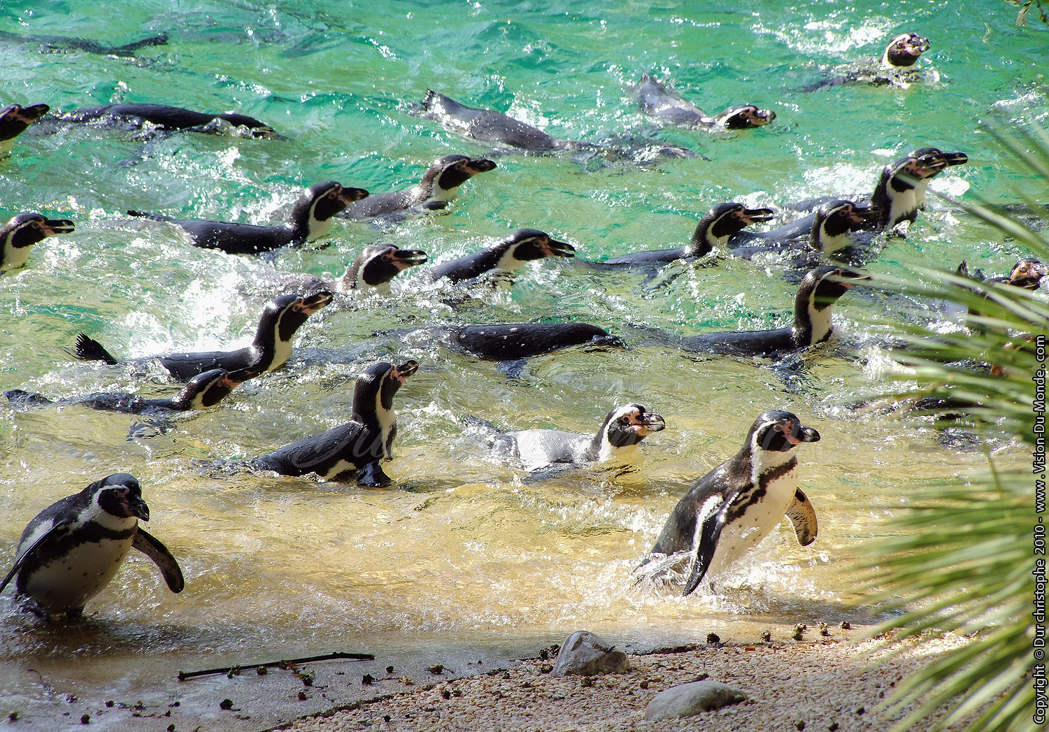 Zoo Beauval - 2010