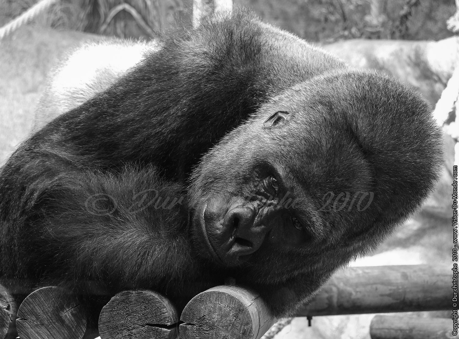 Zoo Beauval - 2010