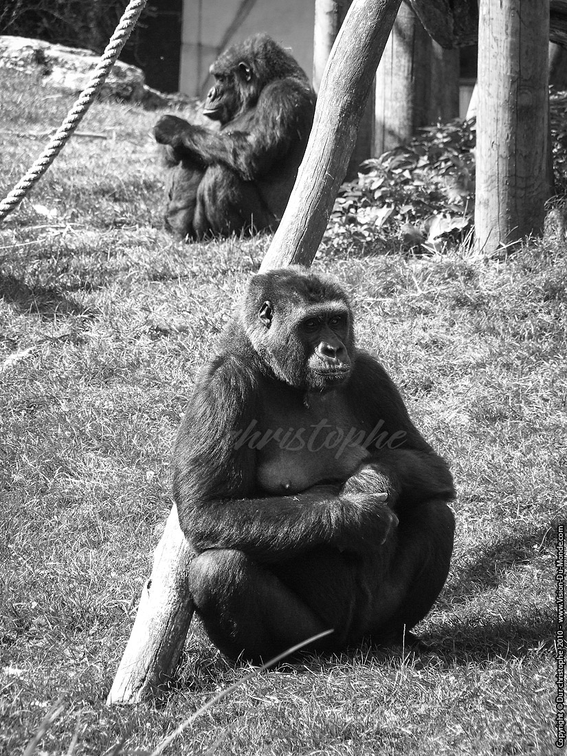 Zoo Beauval - 2010