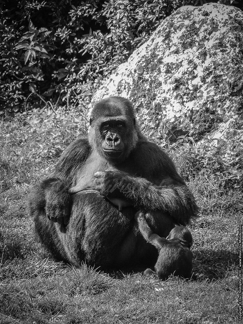 Zoo Beauval - 2010