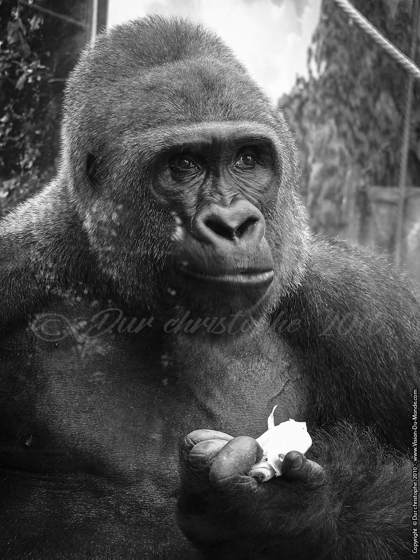 Zoo Beauval - 2010