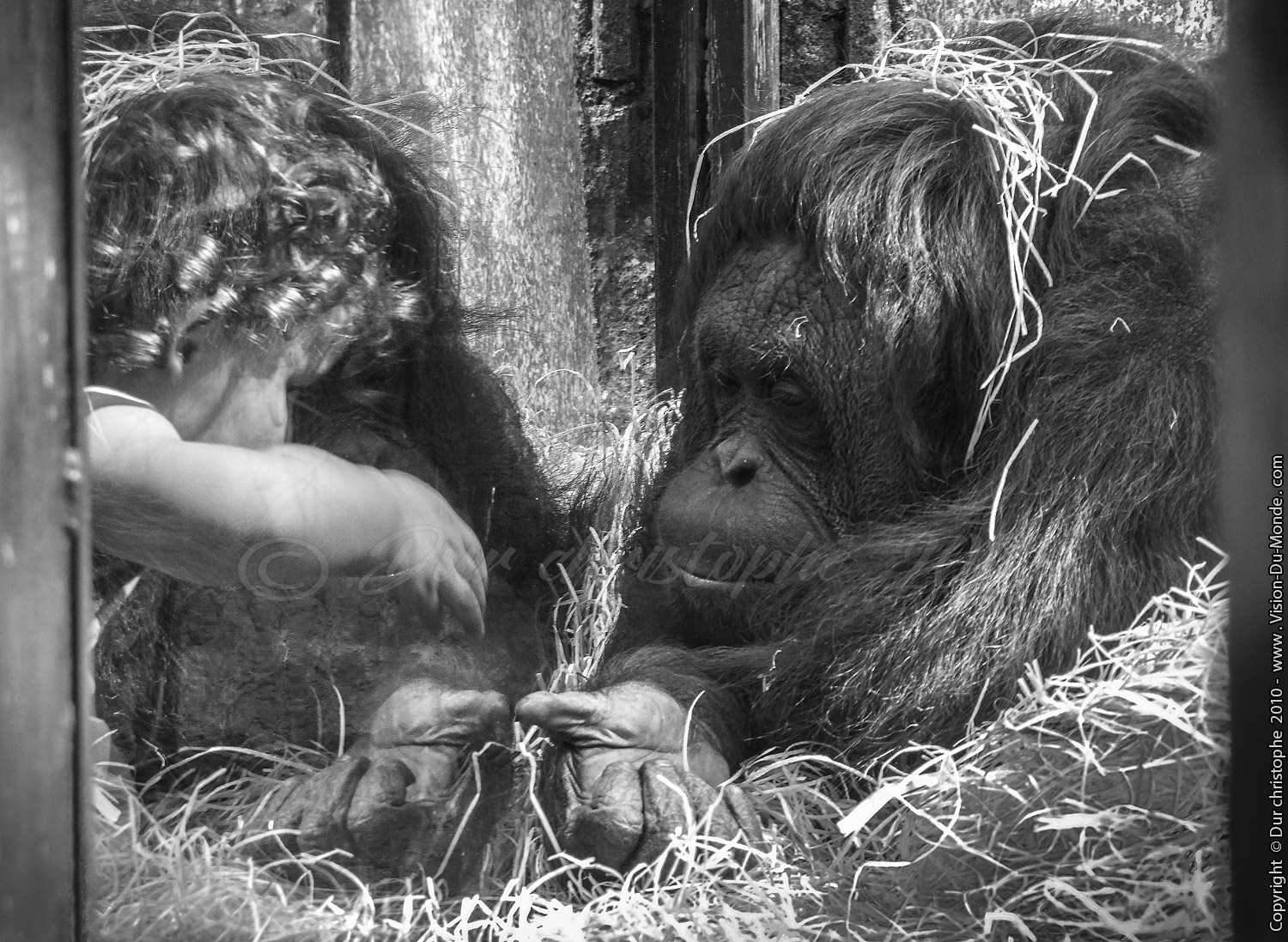 Zoo Beauval - 2010