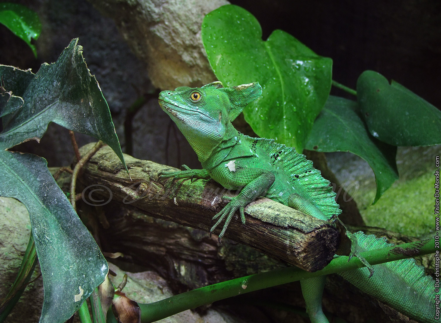 Zoo Beauval - 2010