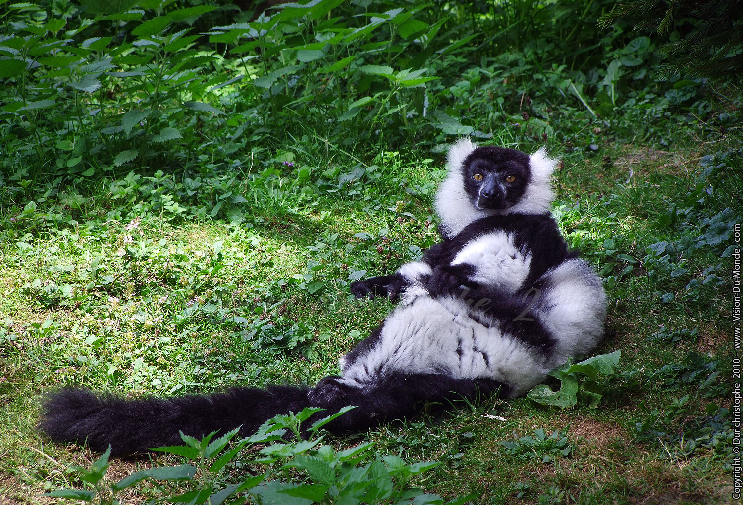 Zoo Beauval - 2010