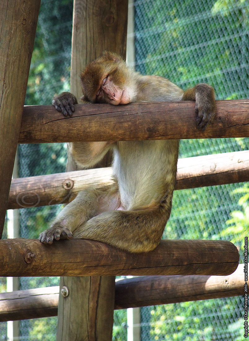 Zoo Beauval - 2010