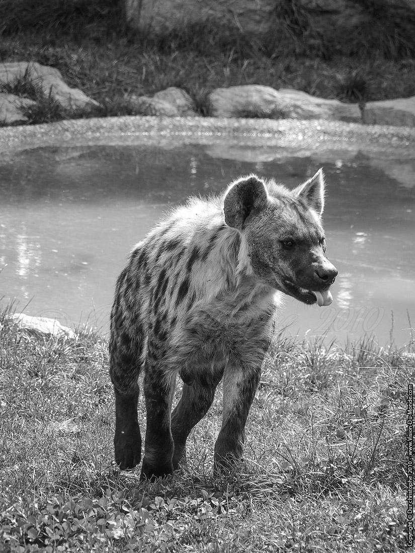 Zoo Beauval - 2010