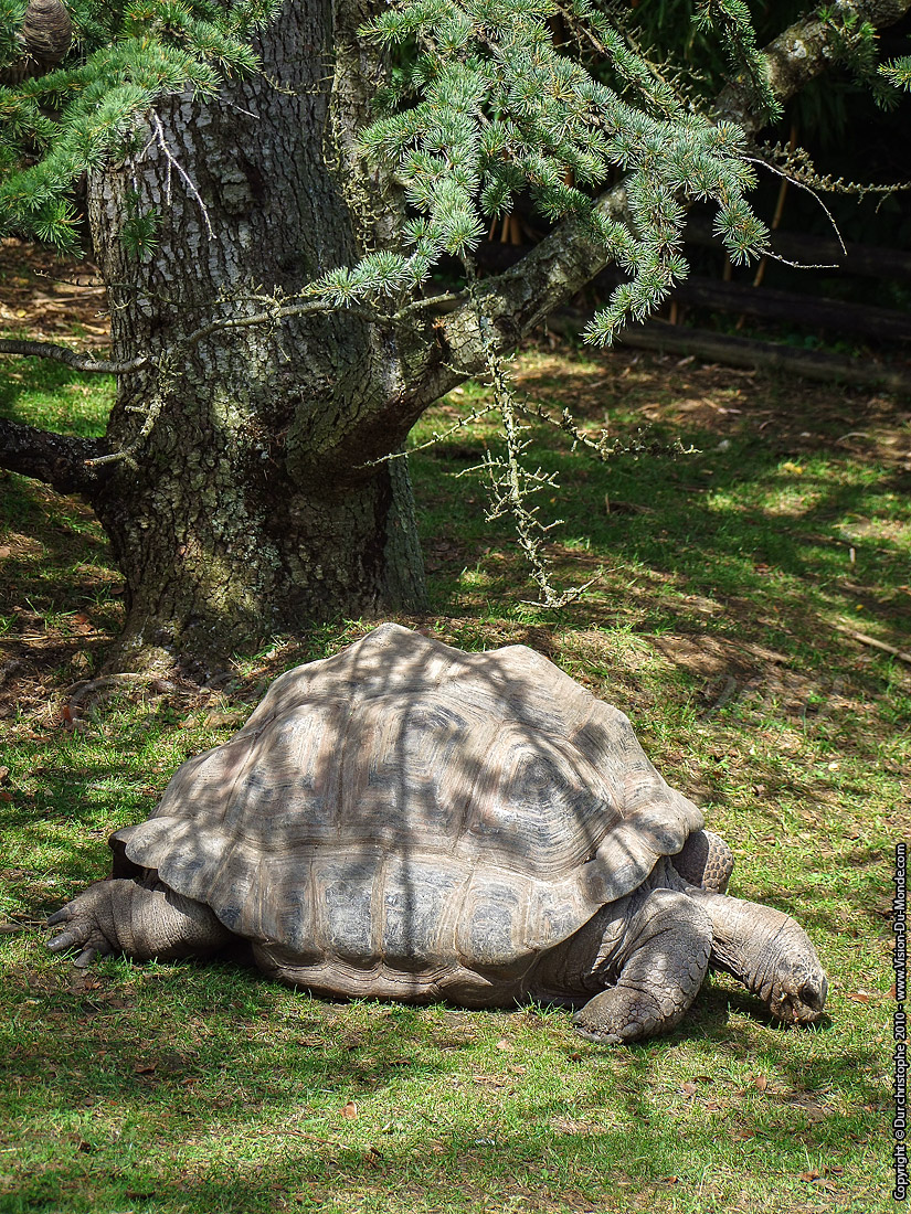 Zoo Beauval - 2010