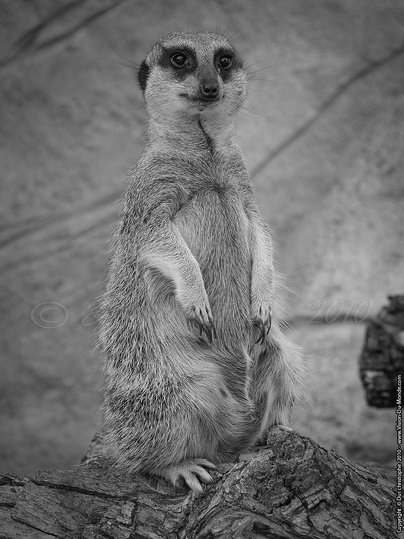 Zoo Beauval - 2010