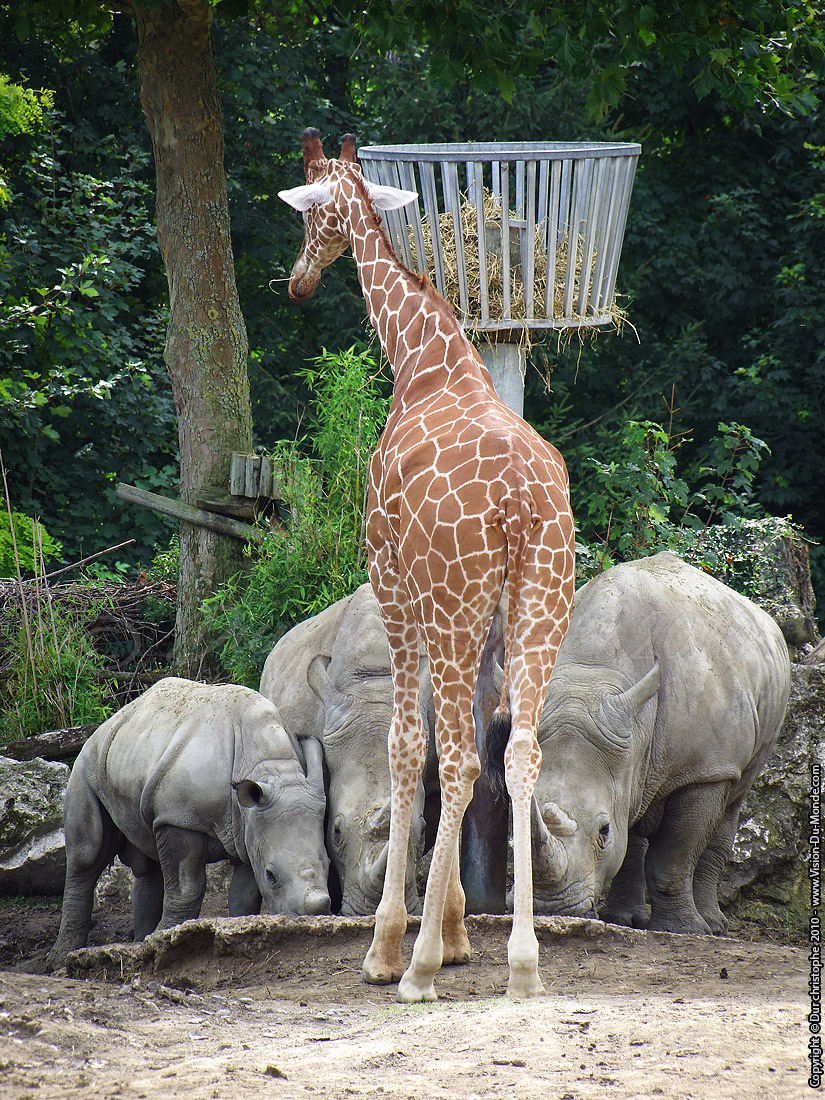 Zoo Beauval - 2010