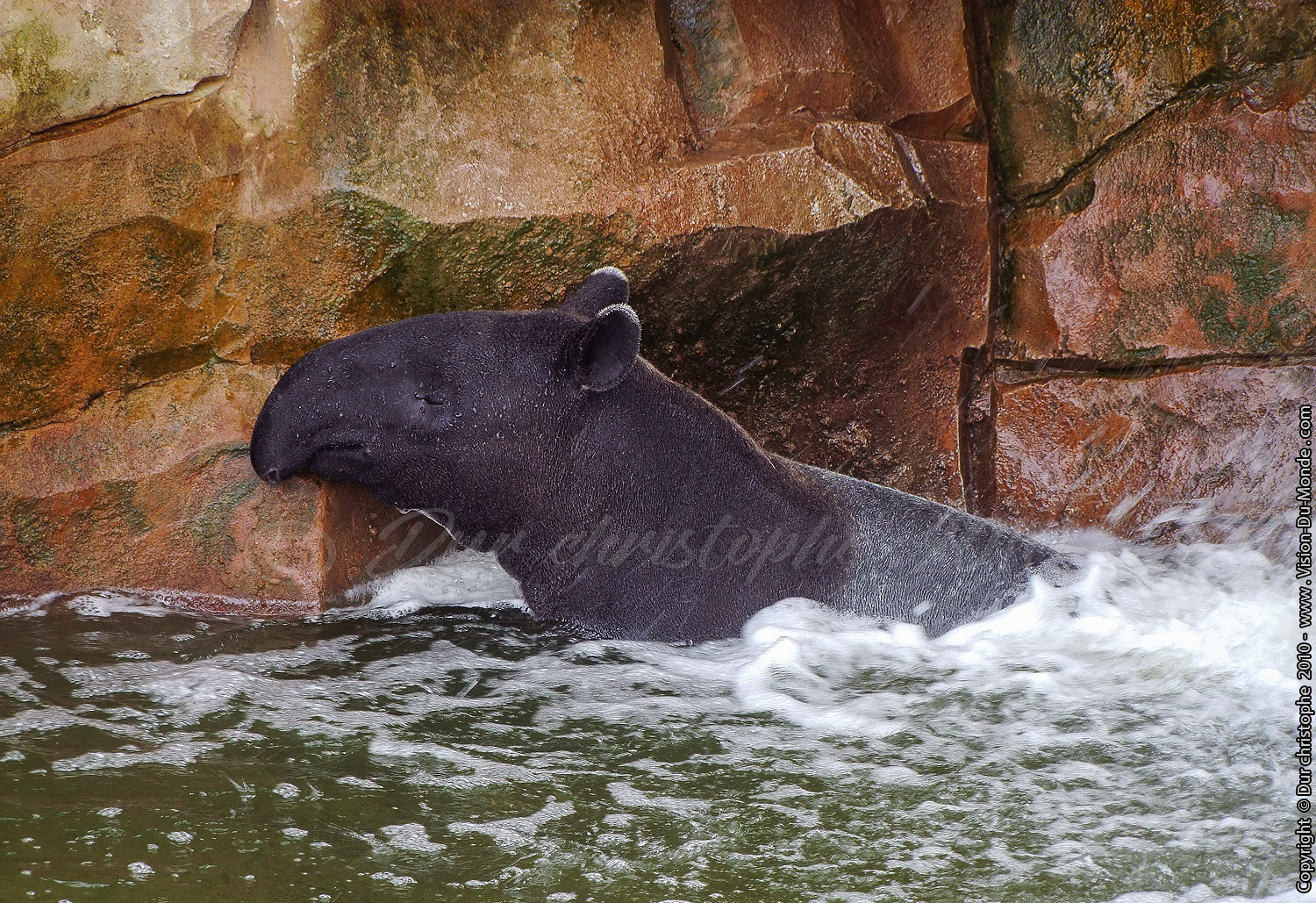 Zoo Beauval - 2010