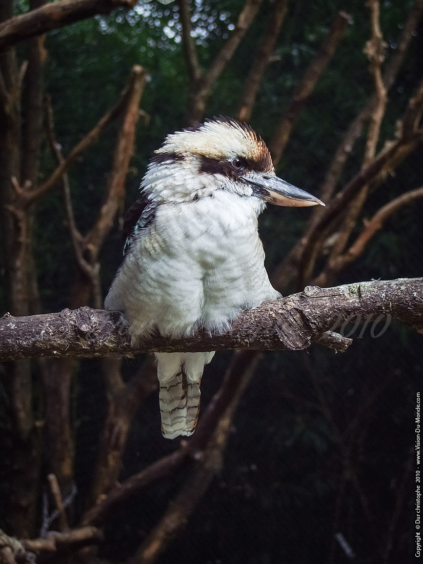 Zoo Beauval - 2010