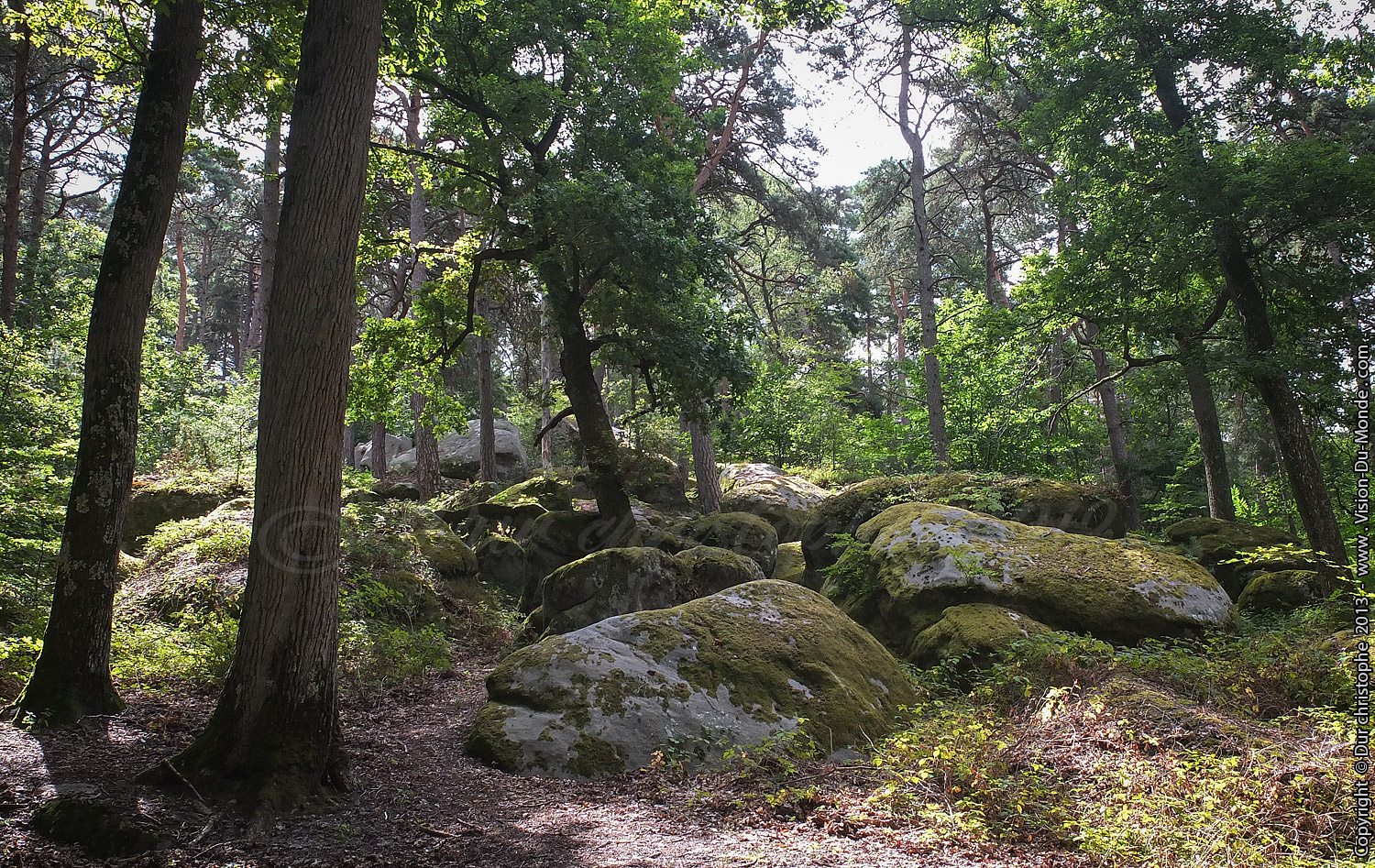 Forêt de Fontainebleau - 2013