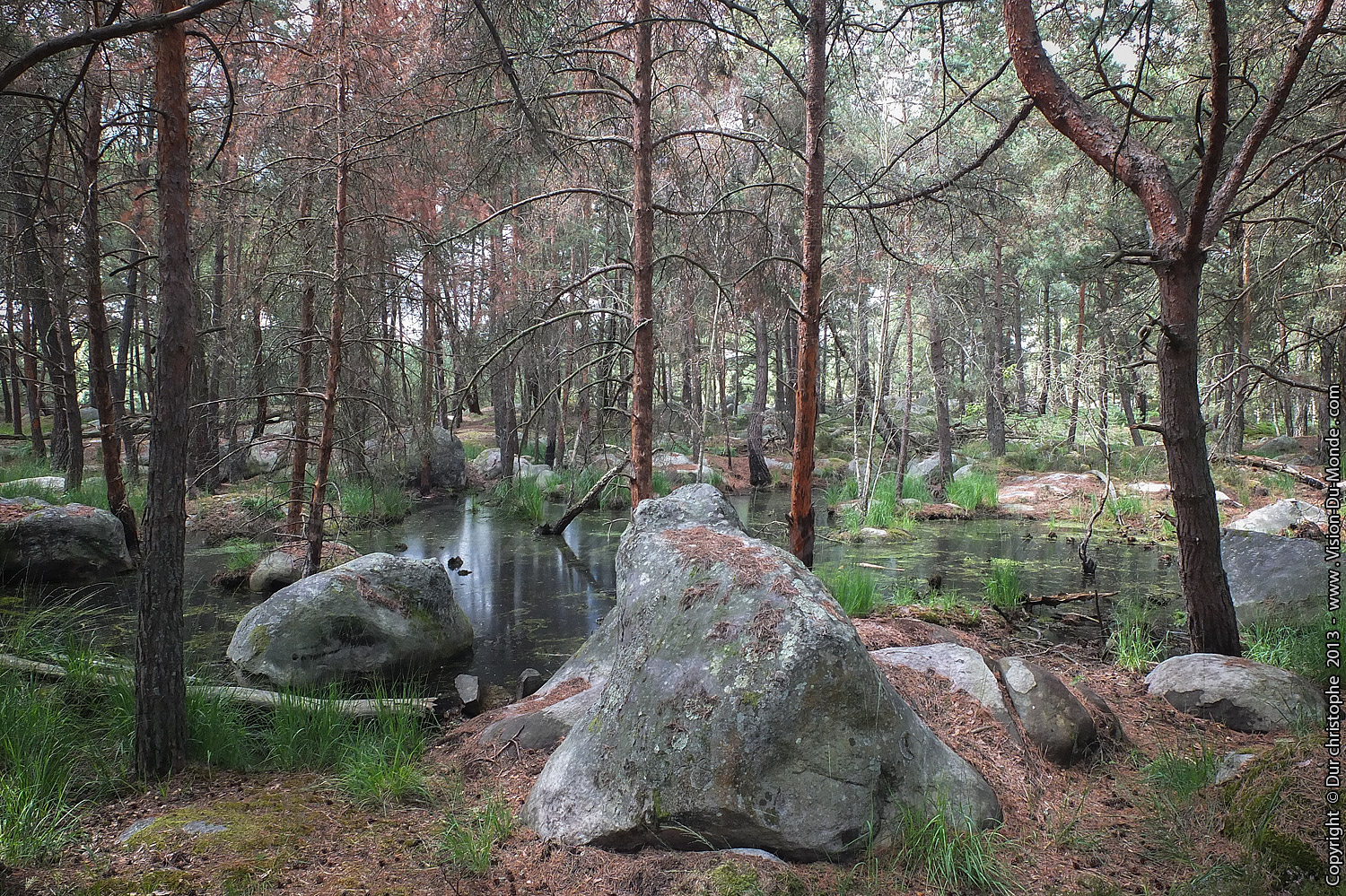 Forêt de Fontainebleau - 2013
