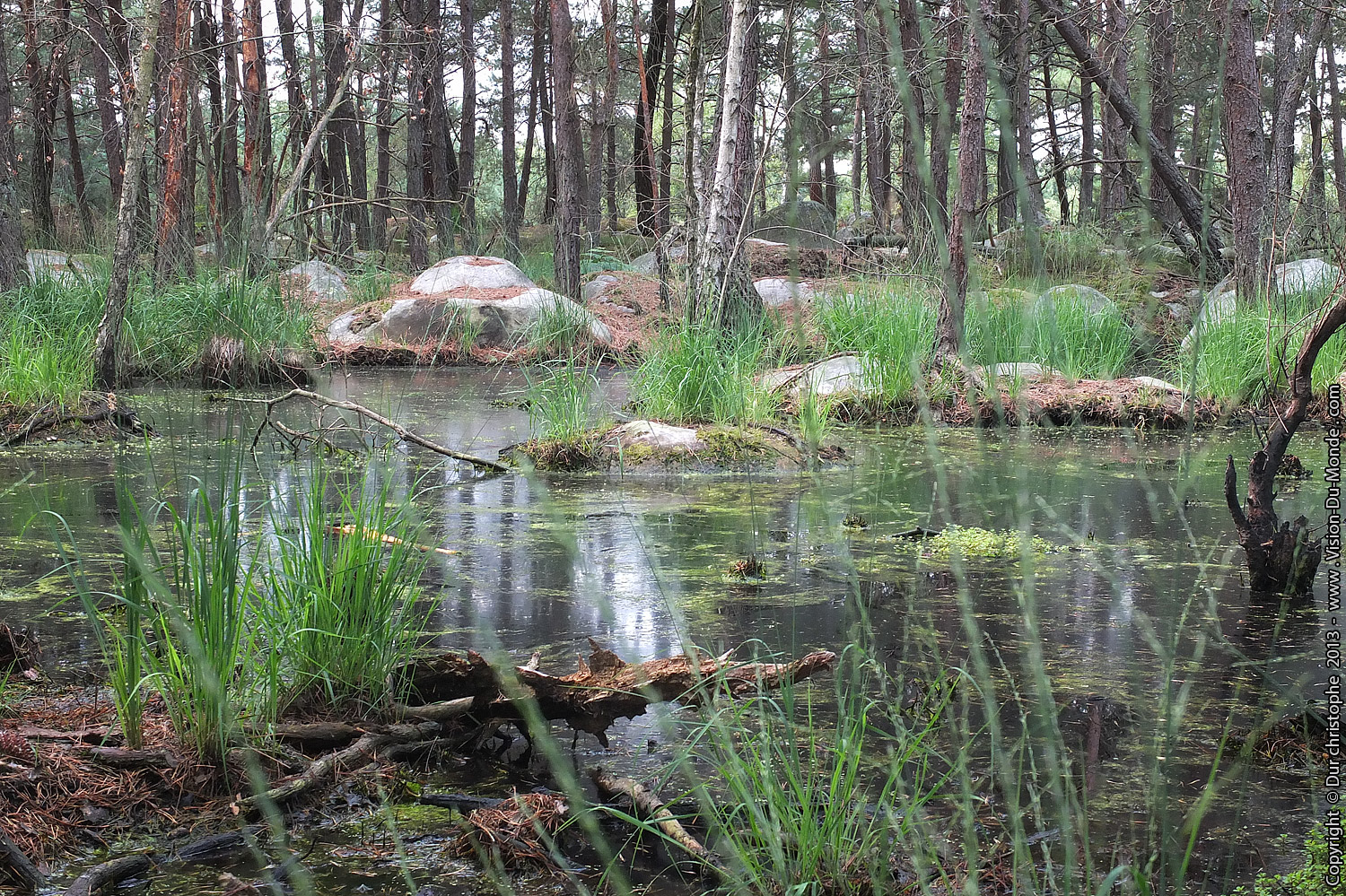 Forêt de Fontainebleau - 2013
