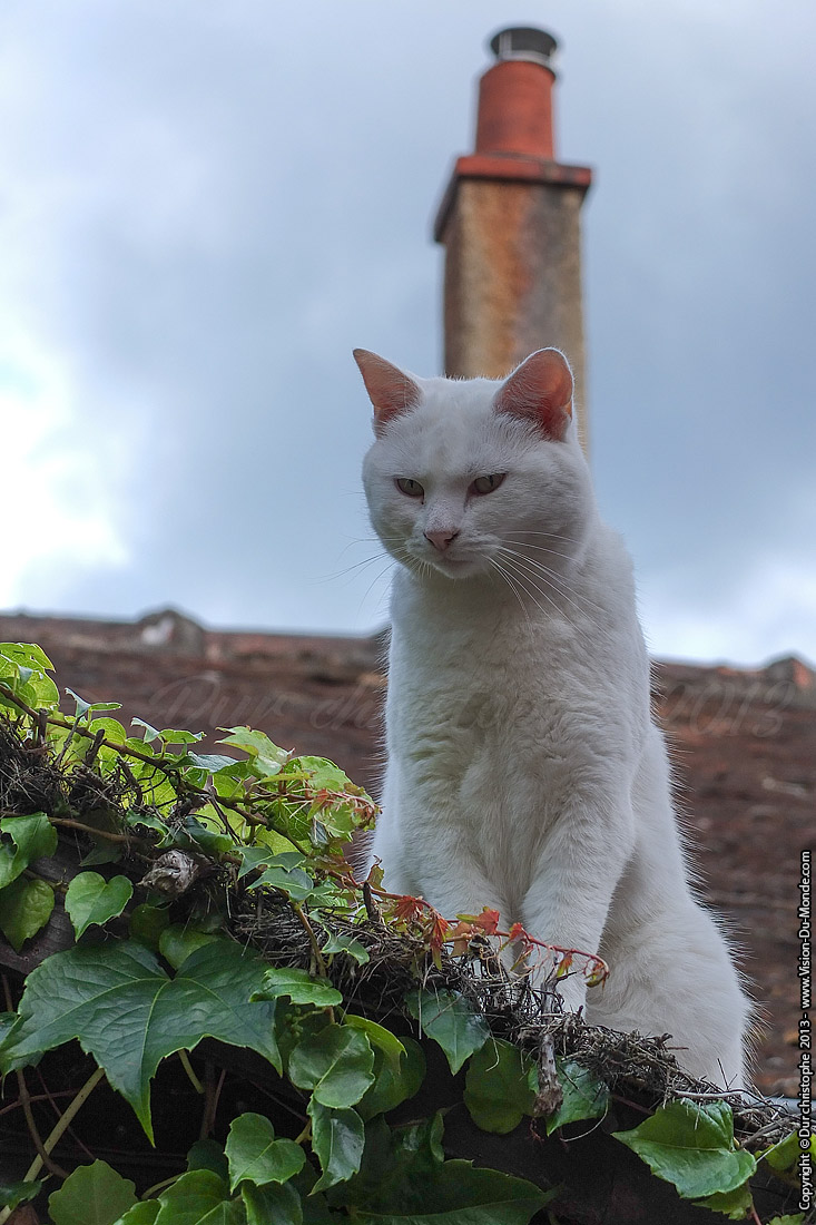 Le chat blanc - Barbizon - 2013