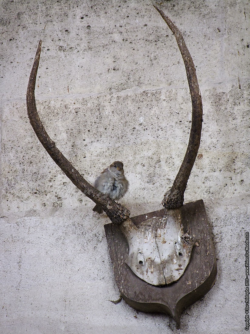 Chateau de Chantilly - 2010
