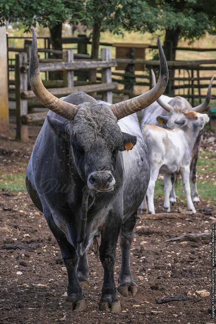 Parc animalier de Gramat