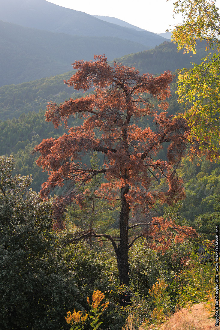 L'arbre rouge