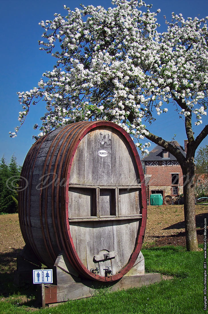 Fut de Chêne