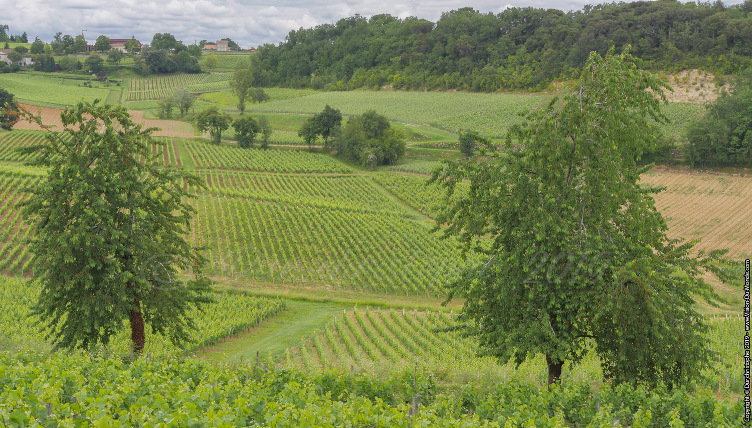 Saint Emilion - 2019