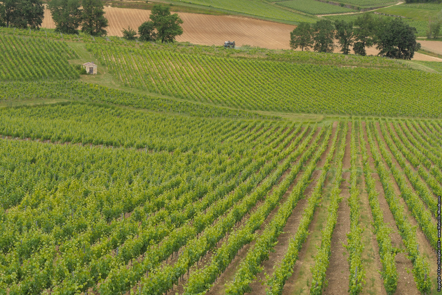 Saint Emilion - 2019